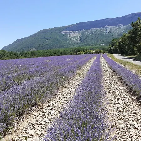 Rose Des Alpes Serres (Hautes-Alpes)